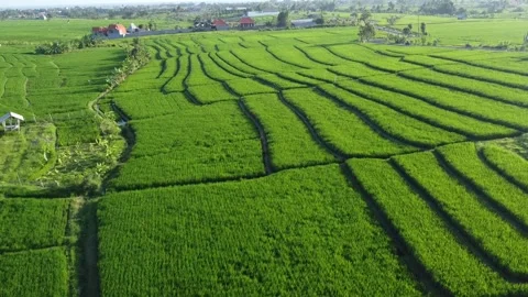 Cinematic Drone Movement Across Lush Rice Fields in Bali Landscape Stock-Footage 332201232
