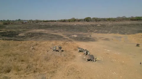 Cinematic drone orbit around wild zebras in African savannah, Zimbabwe wildlife 動画素材 334654223