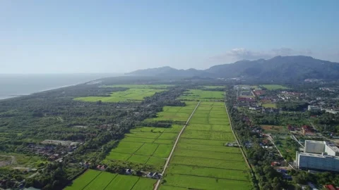 Cinematic Drone Orbit Over Symmetrical Rice Paddies in Malaysia Stock Footage 342733649