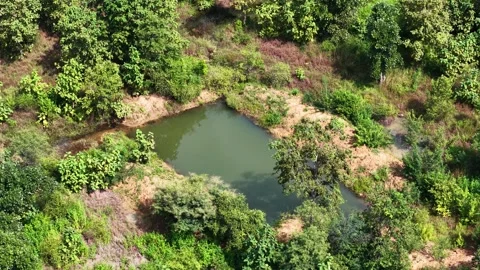 Cinematic-drone-orbit-pond-dense-green-vegetation-aerial-landscape Stock Footage 341771315