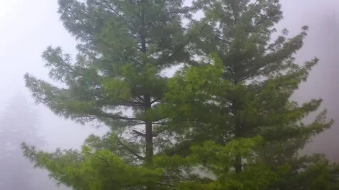 Cinematic drone orbit shot of a lush green pine tree surrounded by dense at.. Stock Footage 338150414