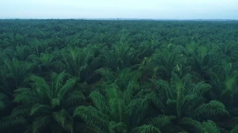 Cinematic Drone Pan Right Over Lush Green Oil Palm Plantation Canopy Видео 329085387