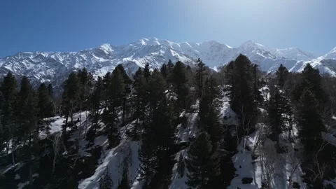 Cinematic drone perspective over dense, dark alpine pine forests emerging from Stock Footage 342688008