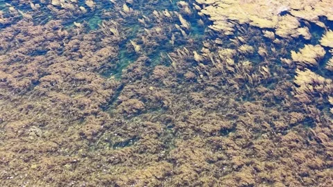 Cinematic drone pull back from golden seaweed forest to deep blue ocean 4K Stock Footage 336652653