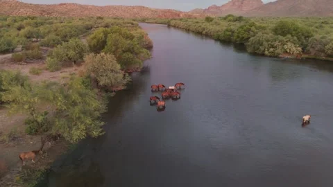 Cinematic Drone Pull Back Over Band Of Wild Horses In The Salt River Stock Footage 339597508