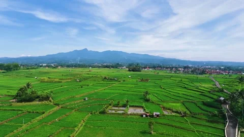 Cinematic Drone Push Forward Over Green Rice Fields and Rural Village Stock Footage 325291979