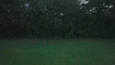 Cinematic drone shot of 3 roe deer in a field in the UK Stock Footage 252215733