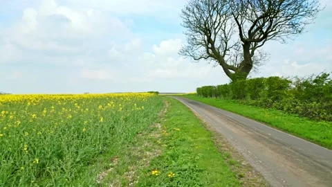 A cinematic drone shot capturing a yellow rapeseed crop in slow motion with.. Stockbeeldmateriaal 239416559