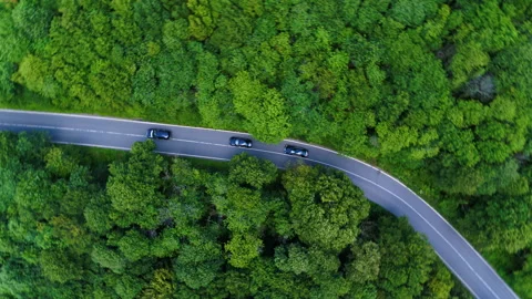 Cinematic drone shot flying over gravel road in pine tree forest	 Stock Footage