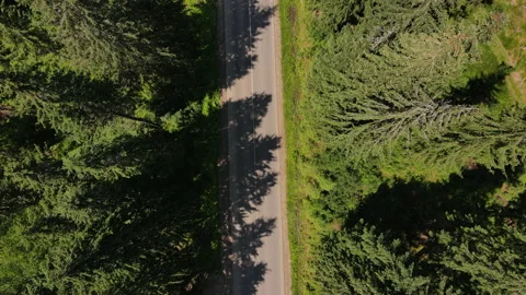 Cinematic drone shot flying over asphalt road in pine trees Stock Footage 159684049