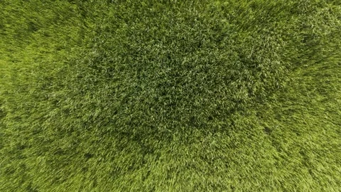 Cinematic Drone Shot of Wind Sweeping Through Grass Field Stock Footage 336793702