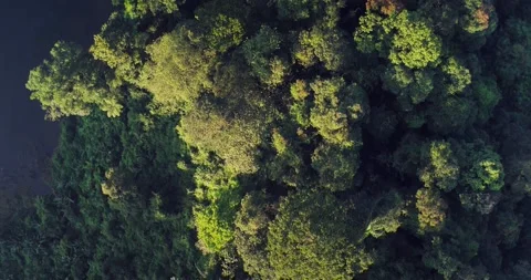 Cinematic Drone View of Dense Tropical Forest Hidden in Morning Fog 库存影片 329524841