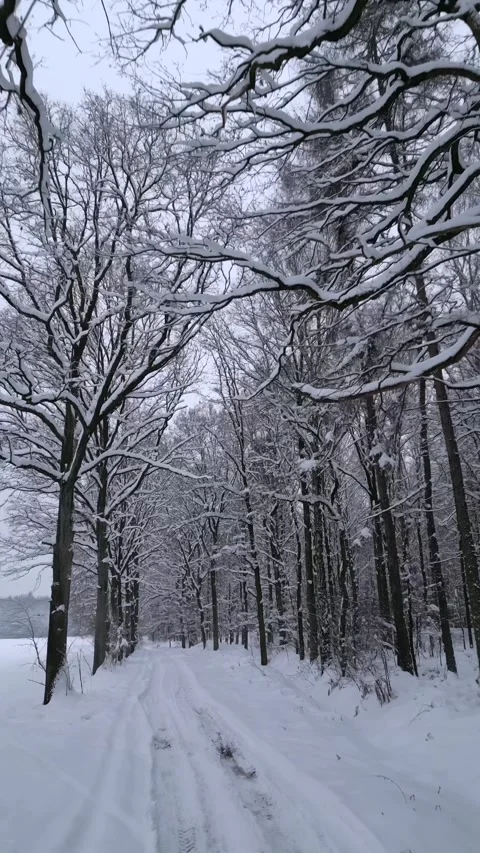 Cinematic drone view of snow-covered forest road through winter woodland Stockbeeldmateriaal 337958239