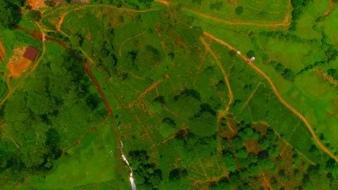 Cinematic Drone View on Tea Plantations in Sri Lanka Stock Footage 107914997