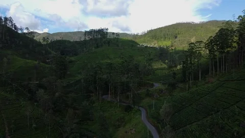 Cinematic drone view of a vibrant tea estate and winding road through the hills. Stock Footage 306726847