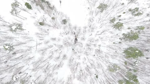Cinematic Drone View of Winter Forest in Yedigöller National Park Stock Footage 340639361