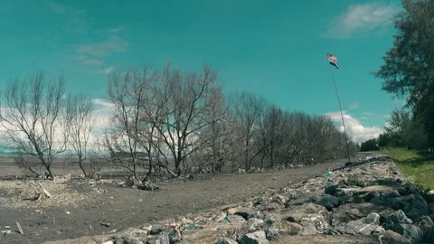 Cinematic dry trees 库存影片 247629059