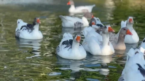 Cinematic ducks swim on the river Stock Footage 255706182