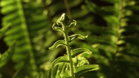 Cinematic dynamic motion controlled time-lapse footage of delicate fern Stock Footage 153391562