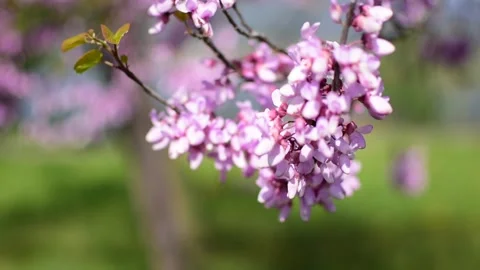 Cinematic effect and close up of Judas tree flowers cercis siliquastrum Stock Footage 195952281