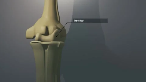 Cinematic Elbow Bone - Trochlea Stock Footage 310671715