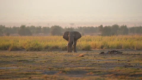 Cinematic Elephant Crowd Under Dramatic African Sky Stock Footage 332473038