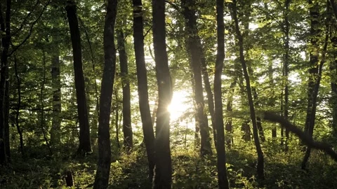 Cinematic evening beech forest, backlit, smooth parallax slide, 4K Stock-Footage 320154086