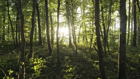 Cinematic evening beech forest, backlit, smooth parallax slide, 4K Stock-Footage 320154091