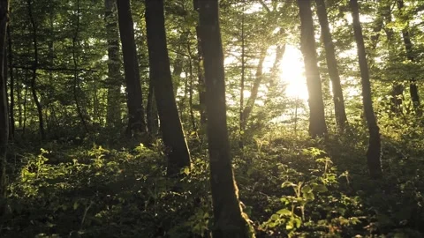 Cinematic evening beech forest, backlit, smooth parallax slide, 4K 스톡 동영상 320154095