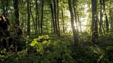Cinematic evening beech forest, backlit, smooth parallax slide, 4K Stock-Footage 320154098
