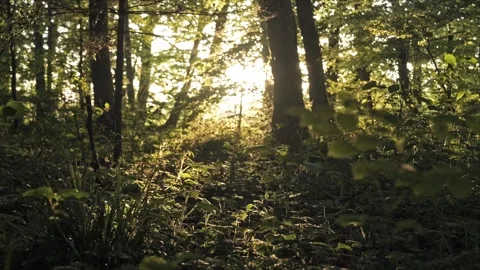 Cinematic evening beech forest, backlit, smooth parallax slide, 4K Stockbeeldmateriaal 320154100