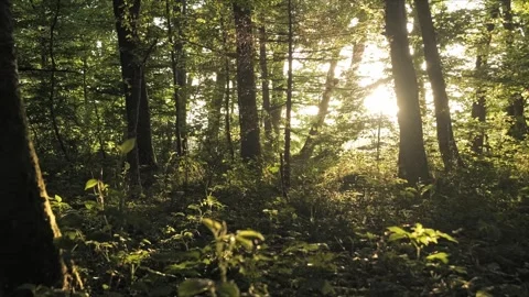 Cinematic evening beech forest, backlit, smooth parallax slide, 4K 動画素材 320154101