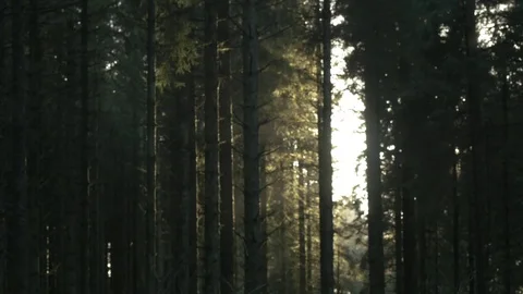 Cinematic Evergreen Forest with Tree Stump County Tyrone Northern Ireland Stock Footage 69926723