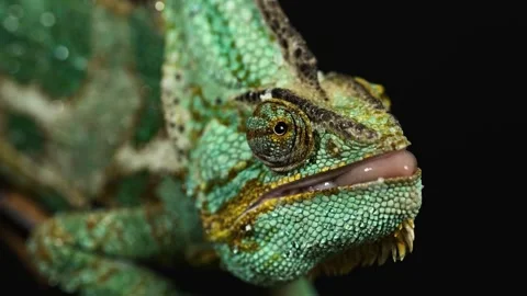 Cinematic Extreme Close-Up Macro Shot of a Veiled Chameleon's Independent Eye Stock Footage 342002308