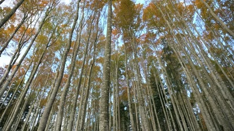 Cinematic fall beech forest, camera sliding with parallax, 4K Stock-Footage 320155009