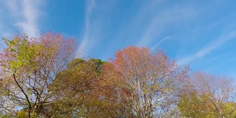 Cinematic Fall Canopy Swaying Under Blue Sky - Australia Stock Footage 310626603