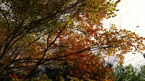 Cinematic Fall Forest Hike in Halifax With Golden Maple Leaves and Quiet Path Stock Footage 319870481