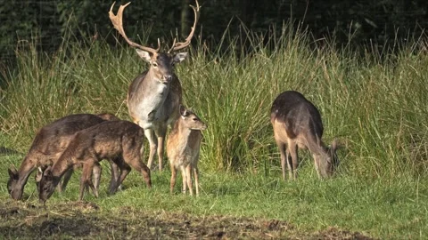 Cinematic Fallow Deer Herd in the Shade of Ancient Forest – 4K Wildlife Stock-Footage 320929187