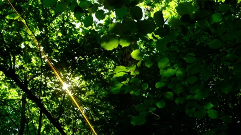 Cinematic filter, maple tree leaves in the wind, looking up Stock Footage 309880876