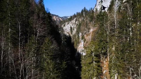 A cinematic flight into a dense forest 動画素材 301542362