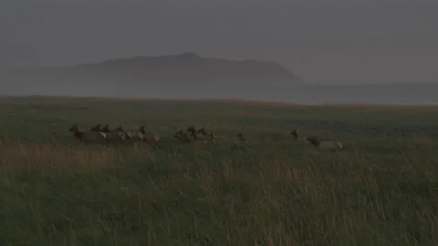 Cinematic Flight Over A Herd of Deer and Buck, Drone Aerial, Ocean Stock Footage 139891980