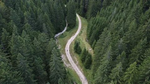 Cinematic flight of spruce pine tall trees reveals the hiker walking on trail Stock Footage 194555412