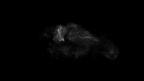 Cinematic Floating Dust Particles Overlay on Black Background 4K Video stock 341151619