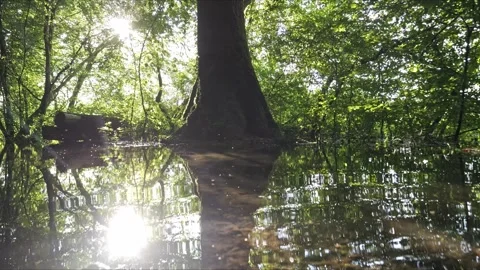 Cinematic Flooded Forest – Dynamic Glide over Glittering Water 4K 動画素材 320835944