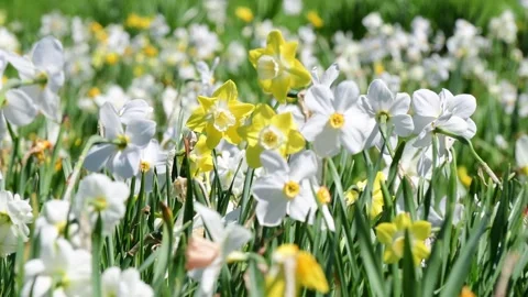 Cinematic flower field with grass close up selective focus Stock Footage 258474530