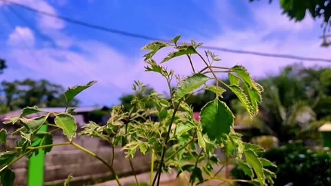 Cinematic flowers Stock Footage 275217325
