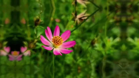 Cinematic flowers Stock Footage 275226988