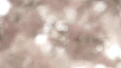 Cinematic Flowers Pull Focus Stock Footage 106208212