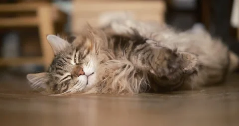 Cinematic Fluffy Cat Lying on Floor in Heat Global Warming and Pet Care Video stock 336863819