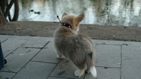 Cinematic fluffy puppy exploring a lakeside promenade on a leash. 库存影片 342142244